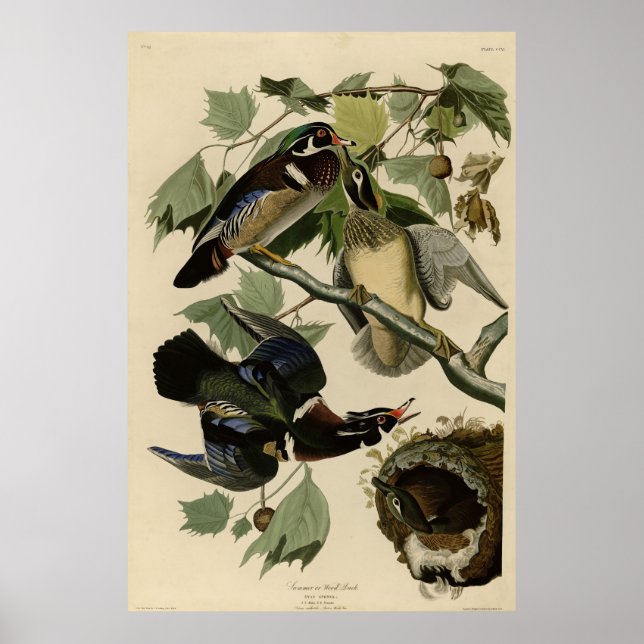 Summer Duck, Wood Duck, Audubon's Birds of America Poster (Front)