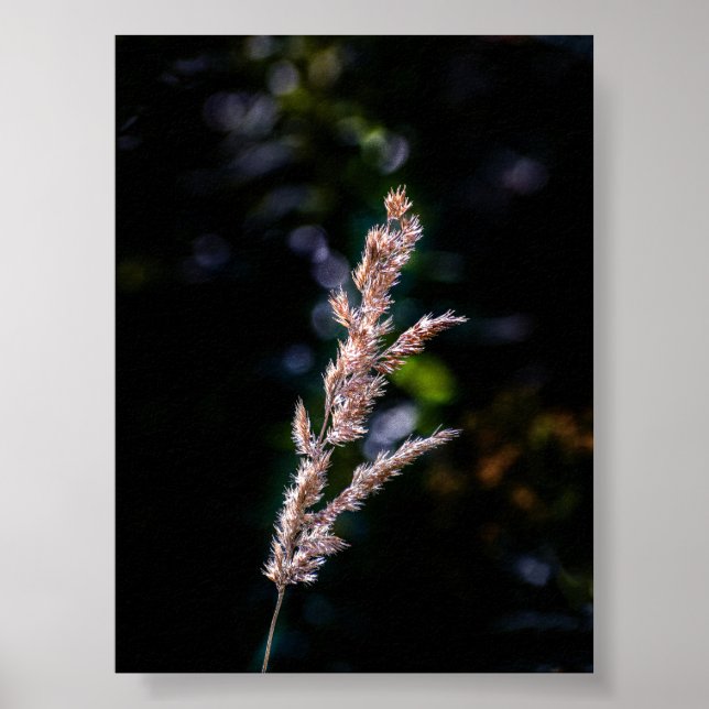 Summer fantasy poster (Front)