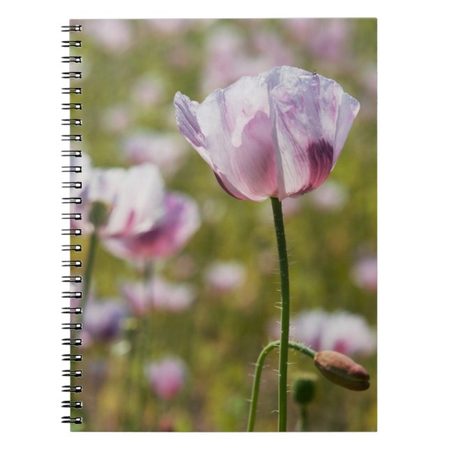 Summer field with purple flowers in bloom. notebook (Front)