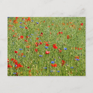 Summer field with red and blue flowers postcard