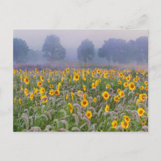 Summer fields postcard