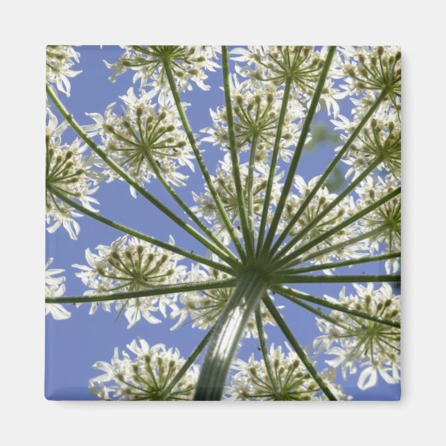 Summer Flower Cow Parsley Magnet (Front)