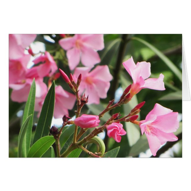 Summer Flowers (Front Horizontal)