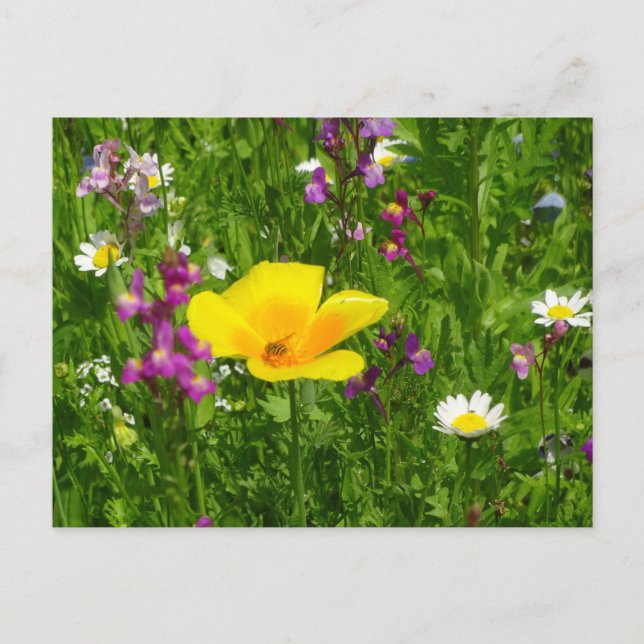 Summer Flowers DIY Postcard (Front)