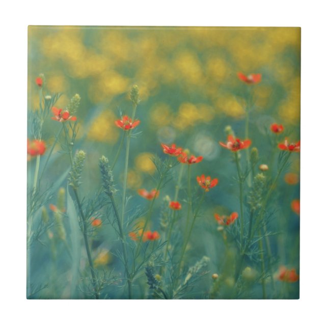 Summer Flowers (Floral Field) (Red Flowers) Ceramic Tile (Front)