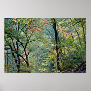 Summer Forest with touches of Autumn Poster