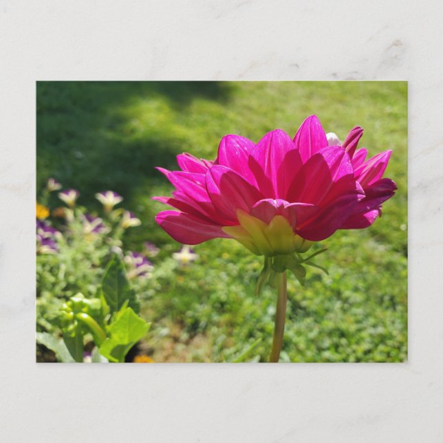 Summer Garden Postcard (Front)