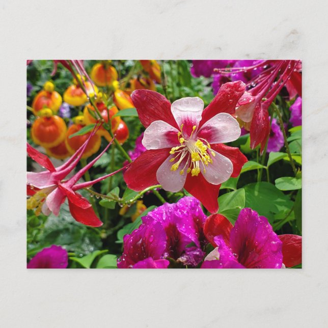 Summer Garden postcard (Front)