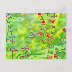 Summer Garden Postcard