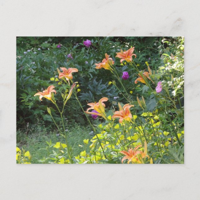 Summer Garden Postcard, winter thoughts Postcard (Front)