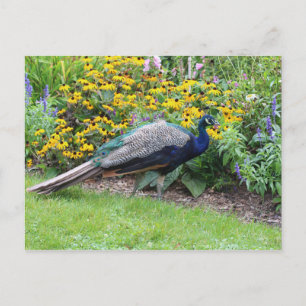 Summer Garden with Peacock postcard