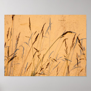 Summer Grasses And Shadows Postcard Poster