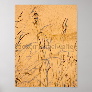Summer Grasses And Shadows Postcard Poster