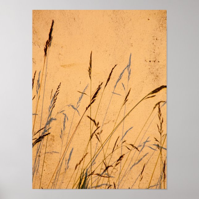 Summer Grasses And Shadows Postcard Poster (Front)