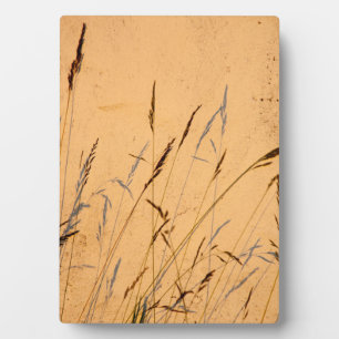 Summer Grasses And Shadows Postcard Poster Acrylic Plaque