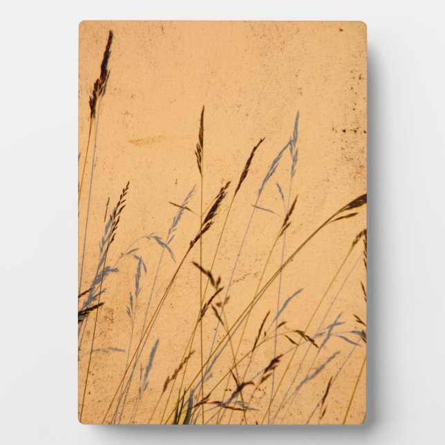 Summer Grasses And Shadows Postcard Poster Acrylic Plaque (Front)