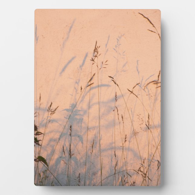 Summer Grasses And Shadows Postcard Poster Acrylic Plaque (Front)