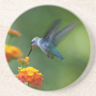 Summer Hummer Coaster