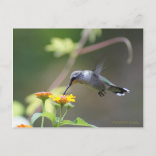Summer Hummer Postcard