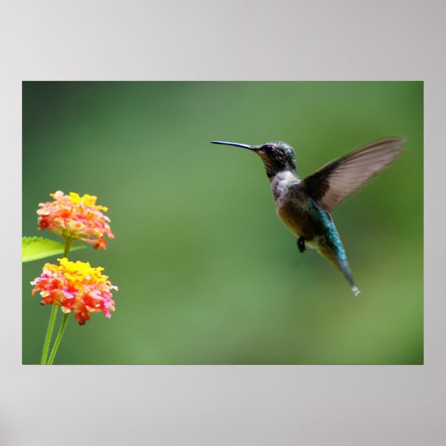 Summer Hummer Poster (Front)