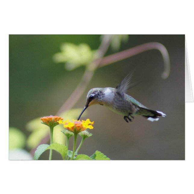 Summer Humming (Front Horizontal)