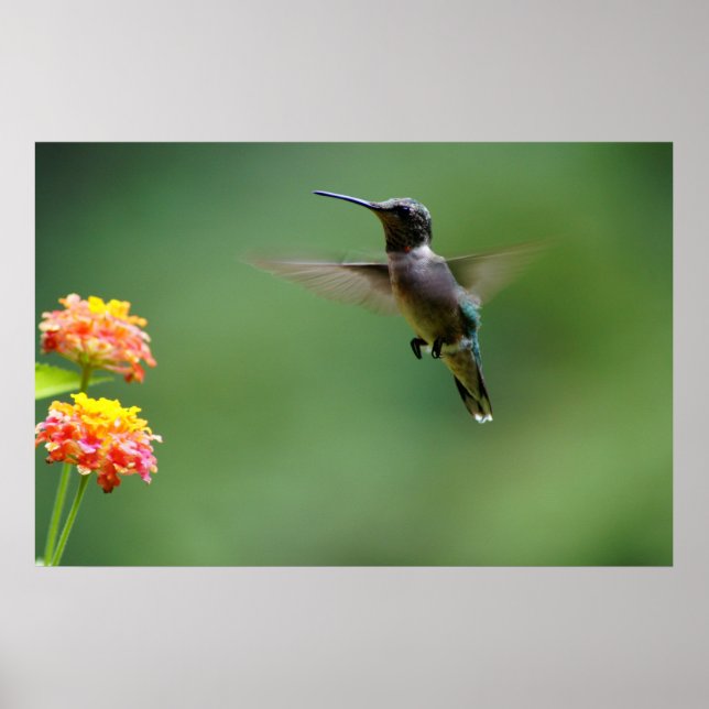 Summer Humming Poster (Front)