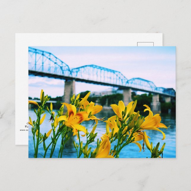 Summer in Chattanooga, TN - Walnut Street Bridge Postcard (Front/Back)