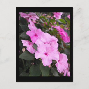 ~ Summer in Lancaster County ~ 40 Postcard
