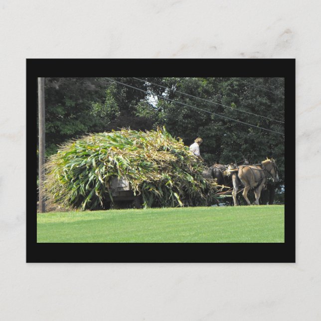 ~ Summer in Lancaster County ~ 57 Postcard (Front)