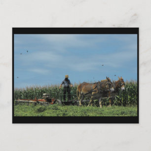 ~ Summer in Lancaster County ~ 73 Postcard