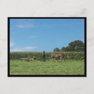 ~ Summer in Lancaster County ~ 74 Postcard