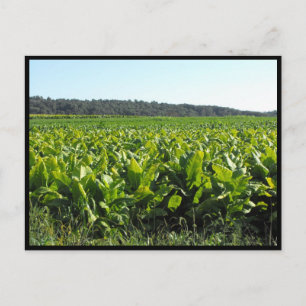~ Summer in Lancaster County ~ 81 Postcard