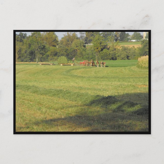 ~ Summer in Lancaster County ~ 90 Postcard (Front)