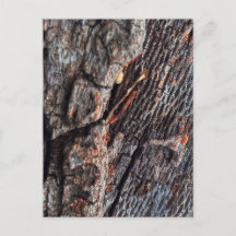 Summer in Sacramento | Tree Bark Close-Up