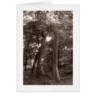 Summer in the Woods - Warm Toned