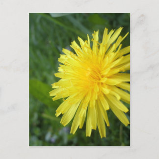 Summer Jewel Postcard
