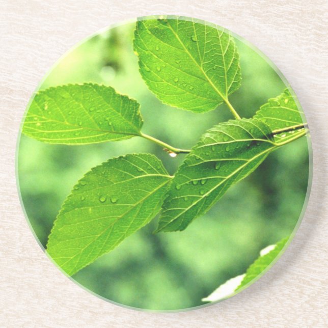 'Summer Leaves with Raindrops' Coaster (Front)