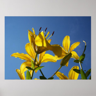 Summer Lilies Series 1 Poster