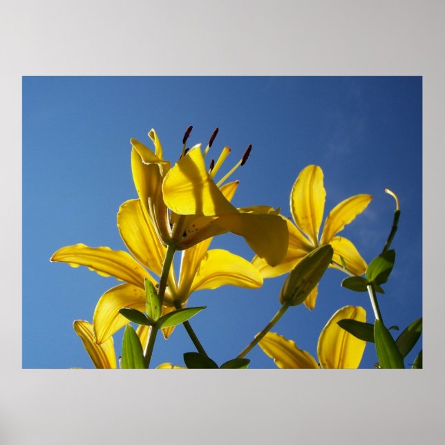 Summer Lilies Series 1 Poster (Front)