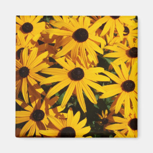 summer magnet
