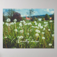 Summer meadow with dandelions
