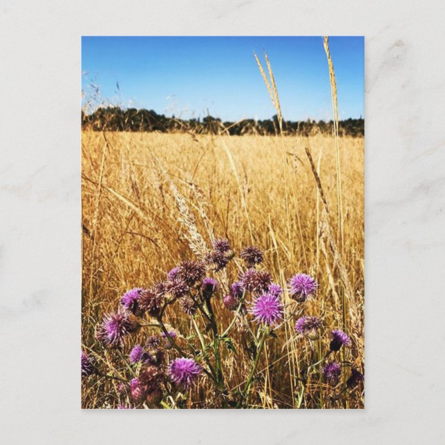 Summer Meadow with Milk Thistle Postcard (Front)