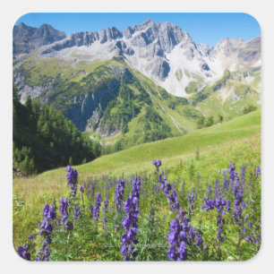 Summer meadows with monkshood in foreground, the square sticker