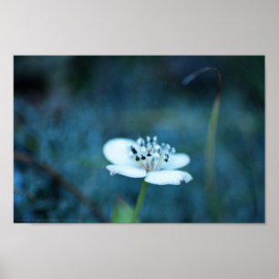 Summer Memories Poster