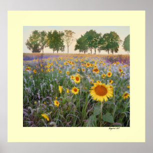 Summer Morning Poster