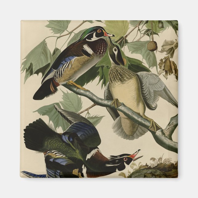 Summer or Wood Duck Magnet (Front)