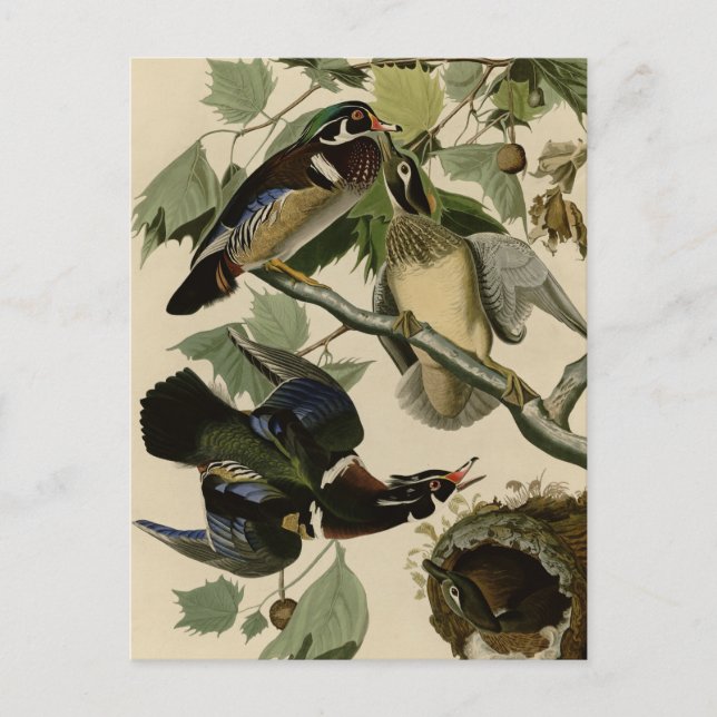 Summer or Wood Duck Postcard (Front)