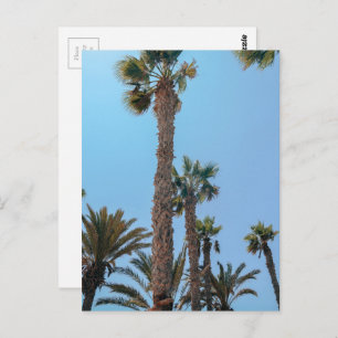 Summer Palm trees Postcard