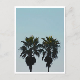 Summer Palm Trees Postcard