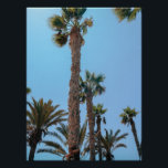 Summer Palm trees Poster<br><div class="desc">Summer Palm trees beautiful photographic print.</div>